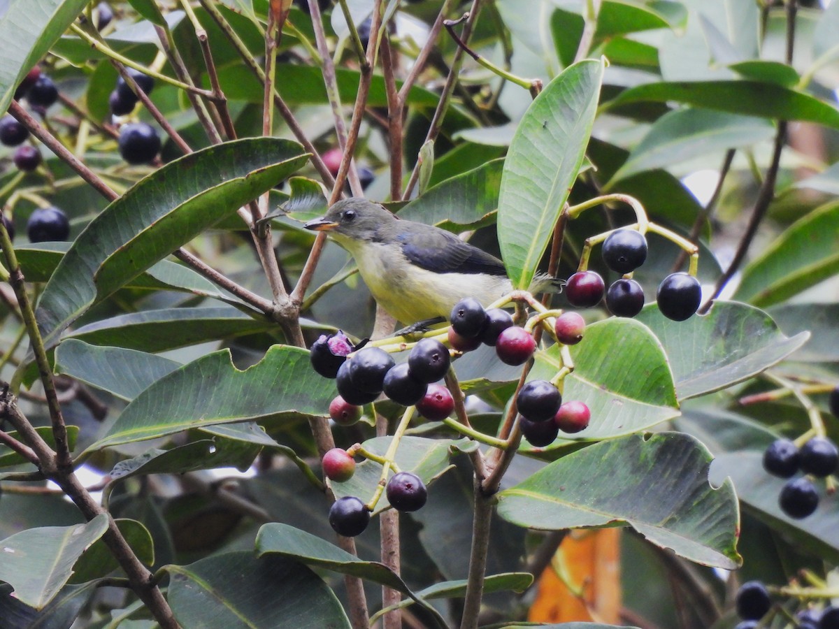 White-throated Flowerpecker - ML641749400