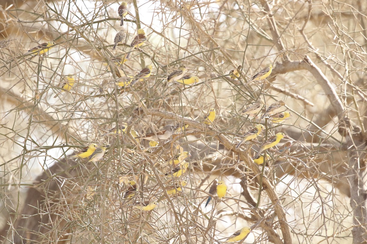 Sudan Golden Sparrow - ML641749444