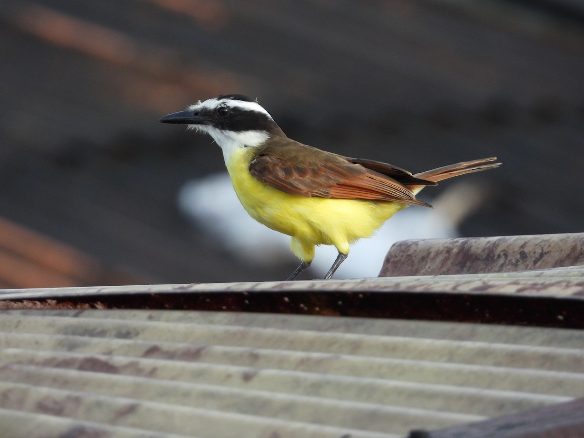 Great Kiskadee - ML641749445