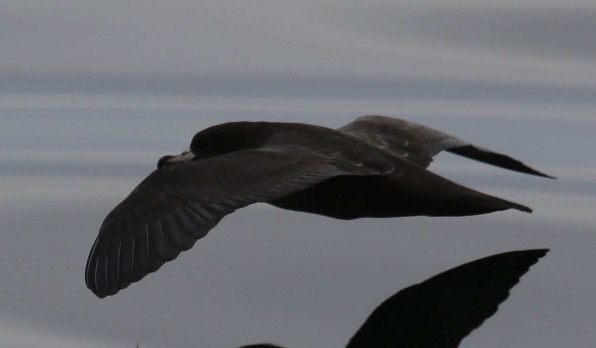 Flesh-footed Shearwater - ML641749446