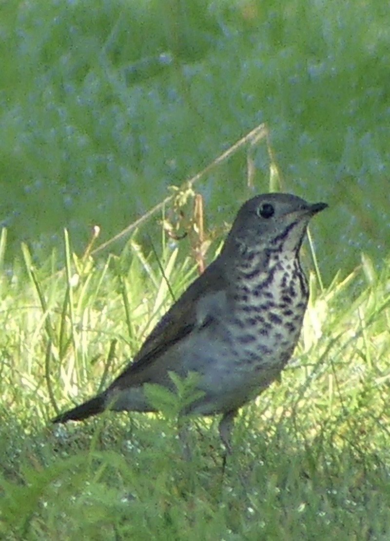 Gray-cheeked Thrush - ML641749458
