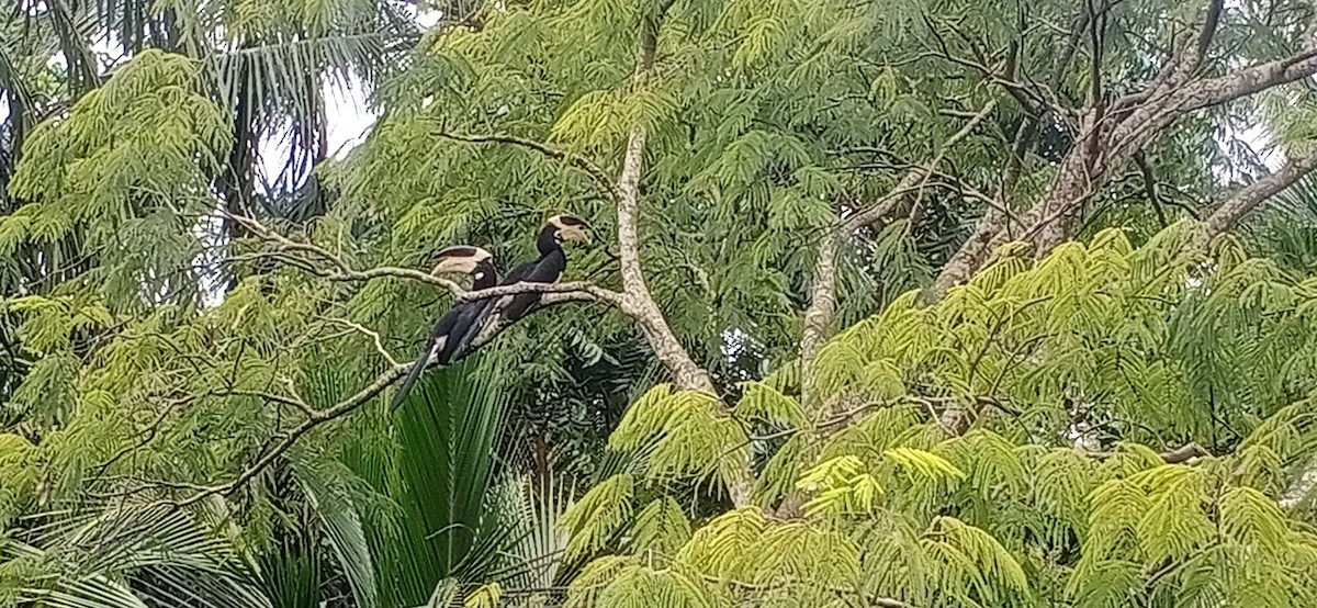 Malabar Pied-Hornbill - ML641749461