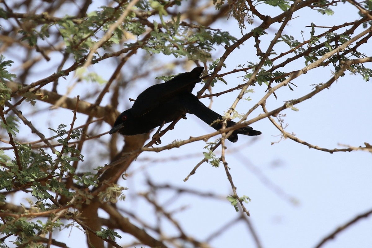 Fork-tailed Drongo (Glossy-backed) - ML641749466
