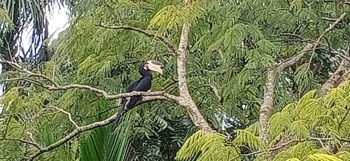 Malabar Pied-Hornbill - ML641749467