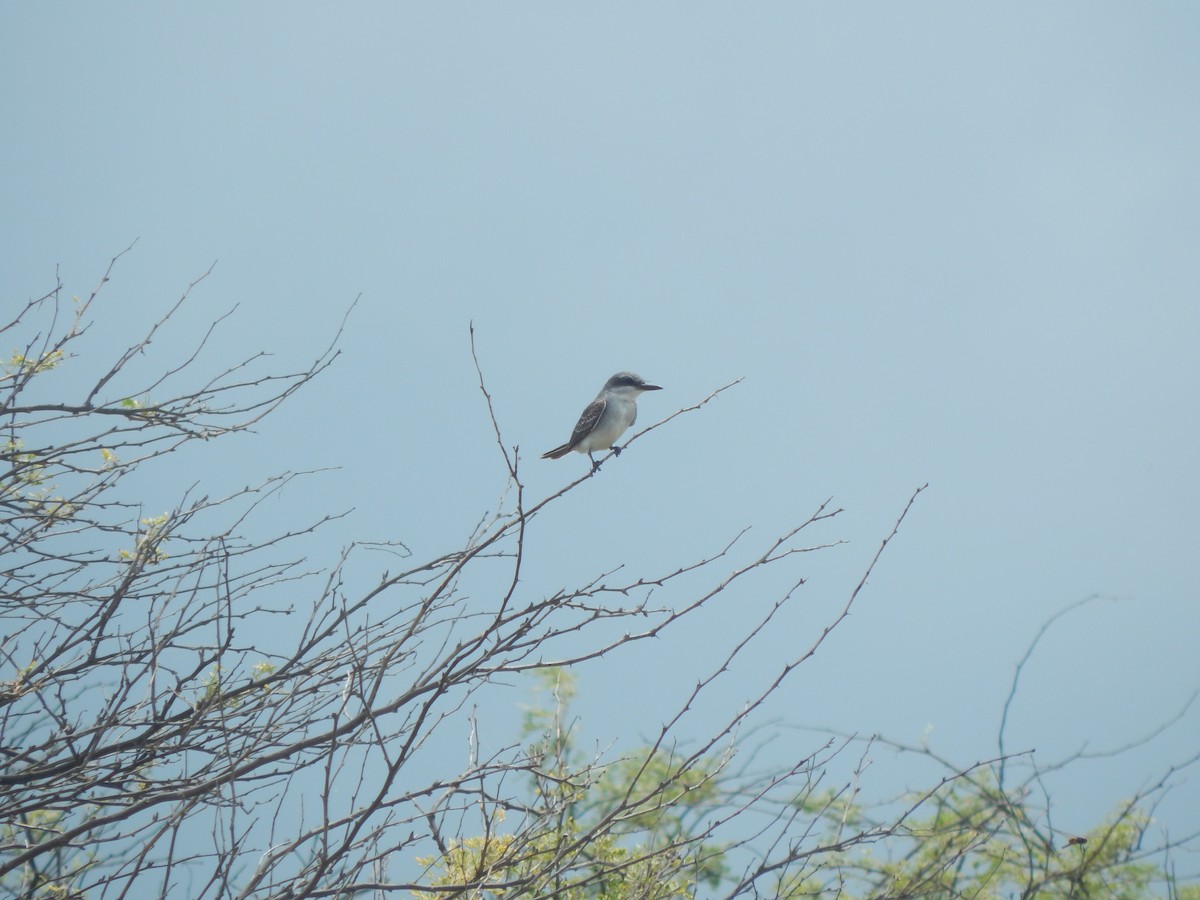 Gray Kingbird - ML641749480