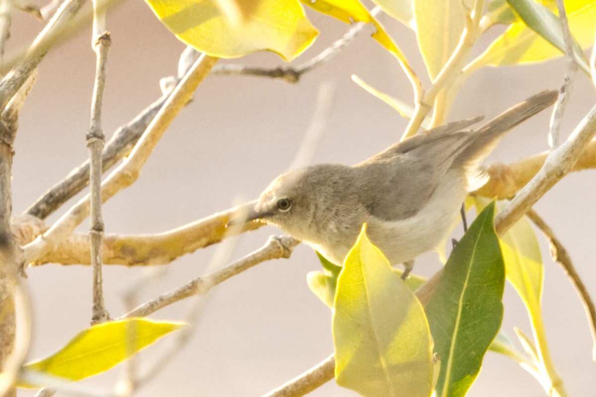 Dusky Gerygone - ML641749492