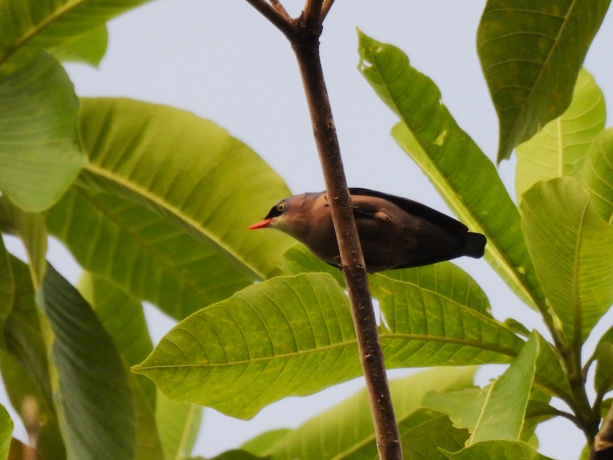 Velvet-fronted Nuthatch - ML641749519