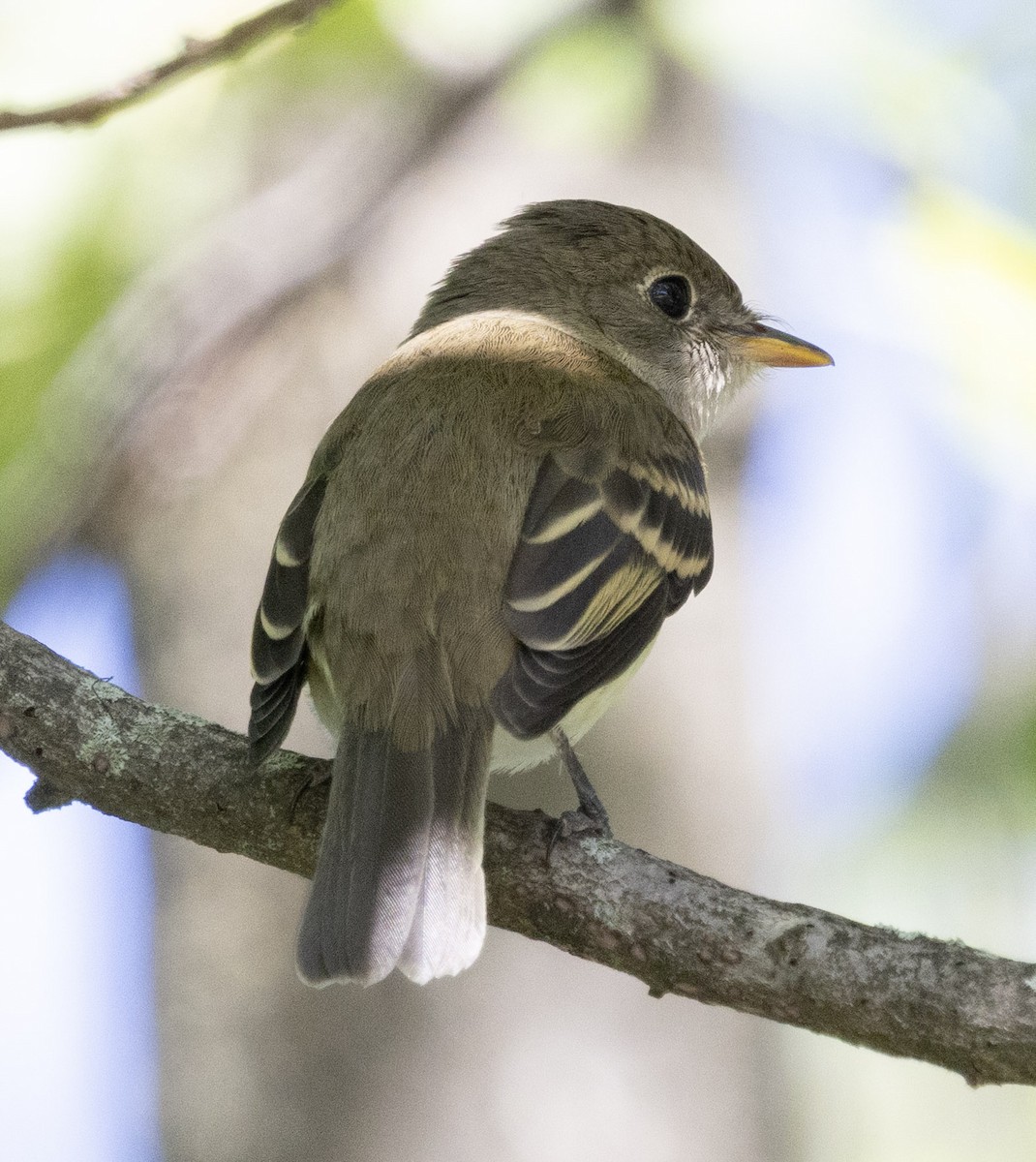 Empidonax sp. - ML641749522