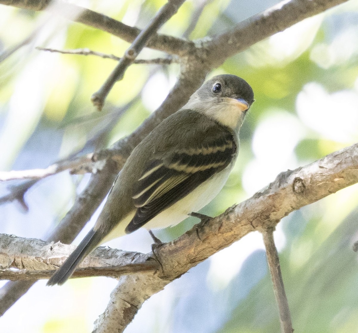 Empidonax sp. - ML641749523