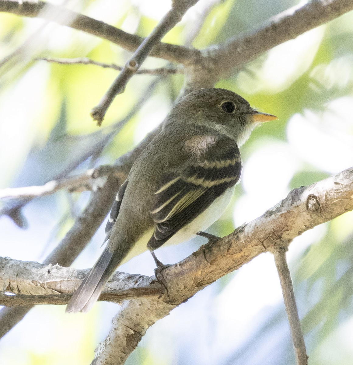 Empidonax sp. - ML641749524