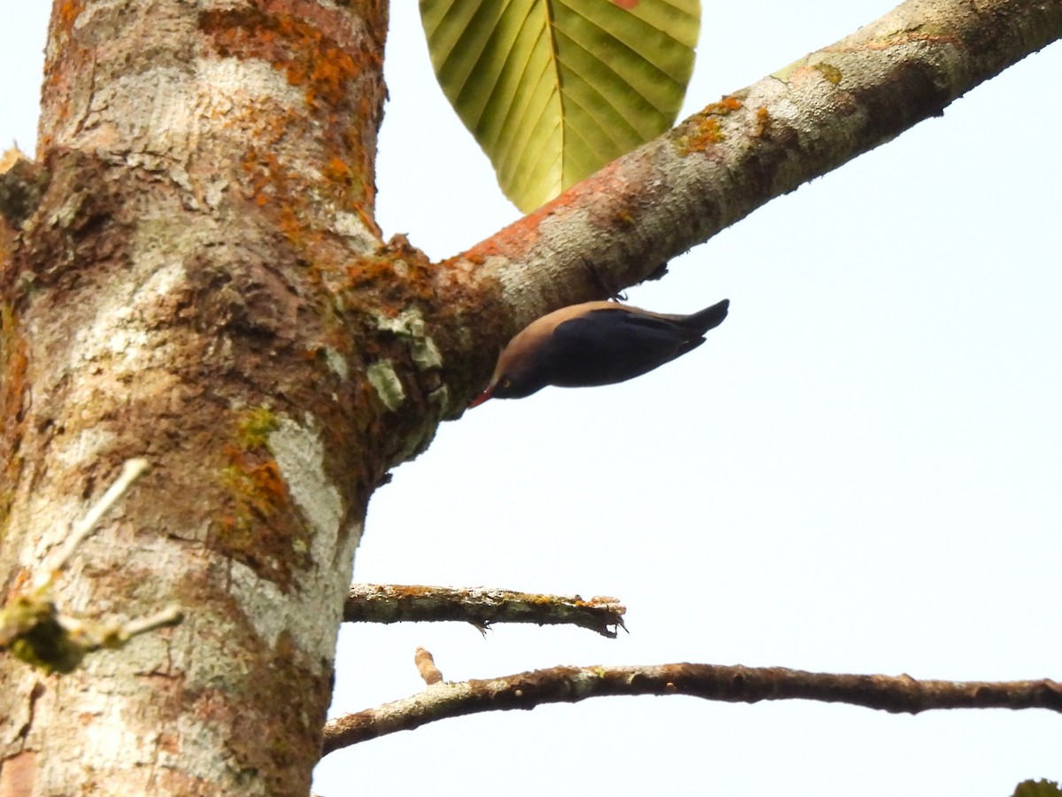 Velvet-fronted Nuthatch - ML641749525
