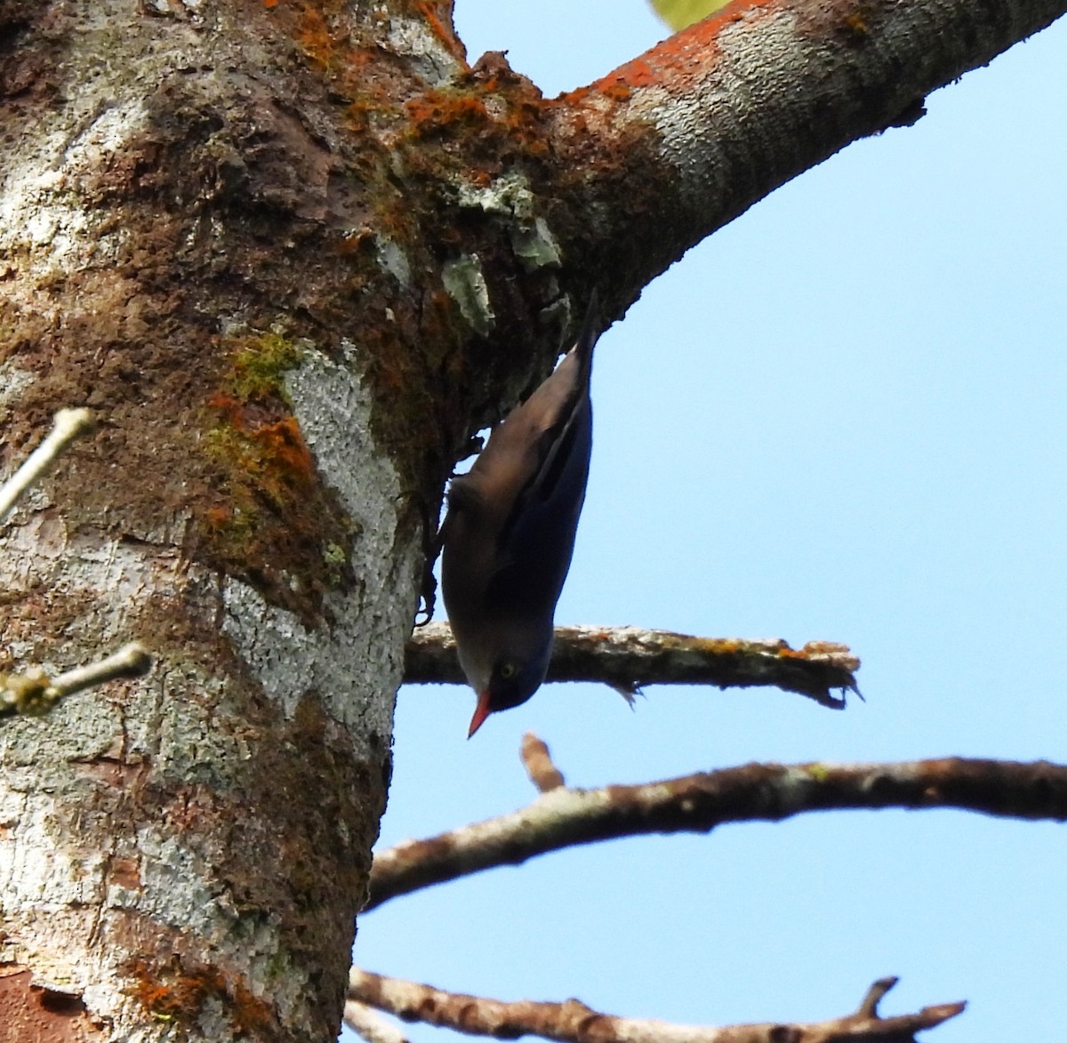Velvet-fronted Nuthatch - ML641749526