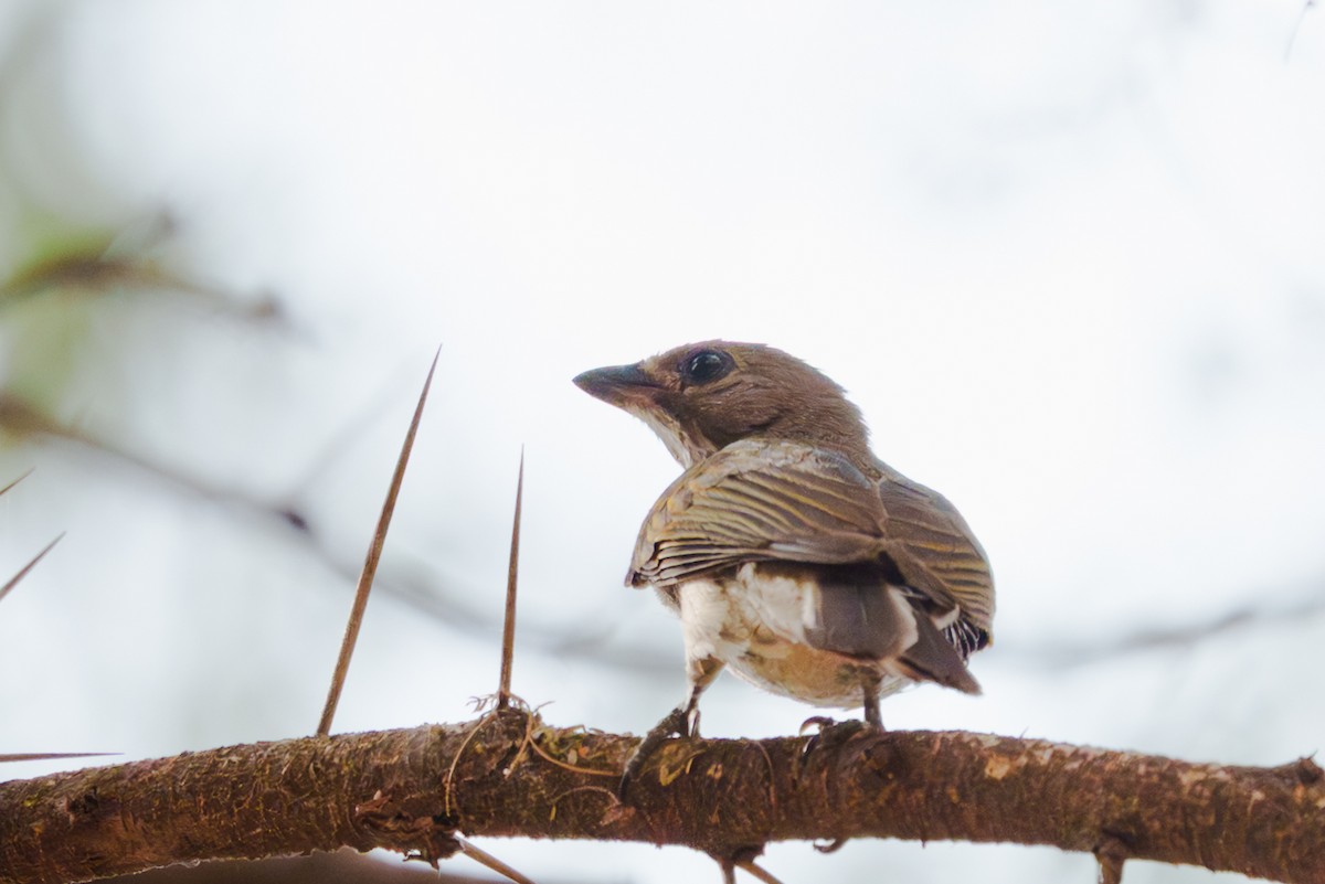 Lesser Honeyguide - ML641749561