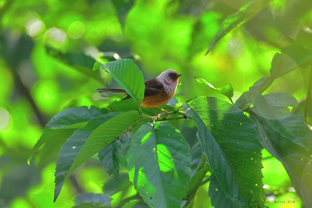 rosenparula - ML641749569