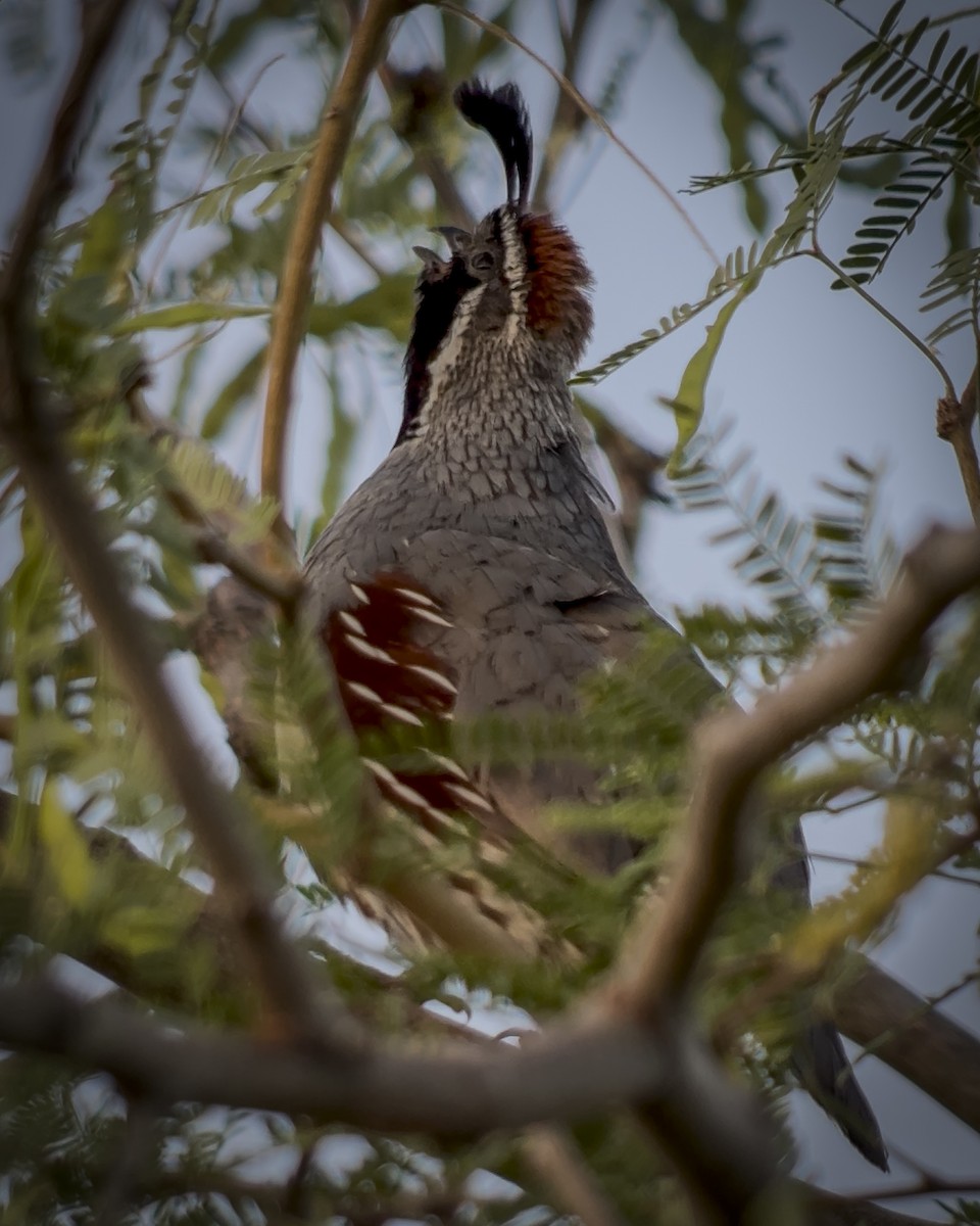 Gambel's Quail - ML641749604