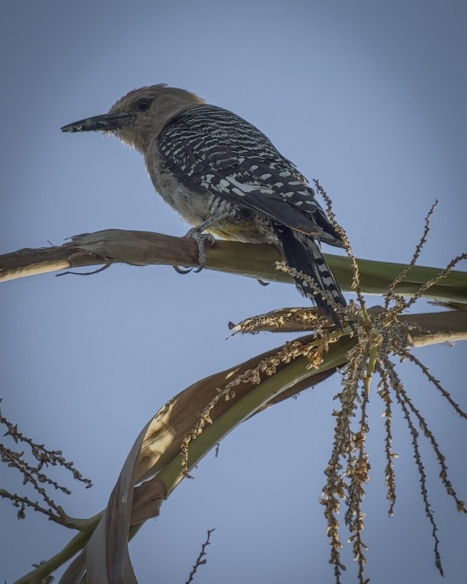 Gila Woodpecker - ML641749618