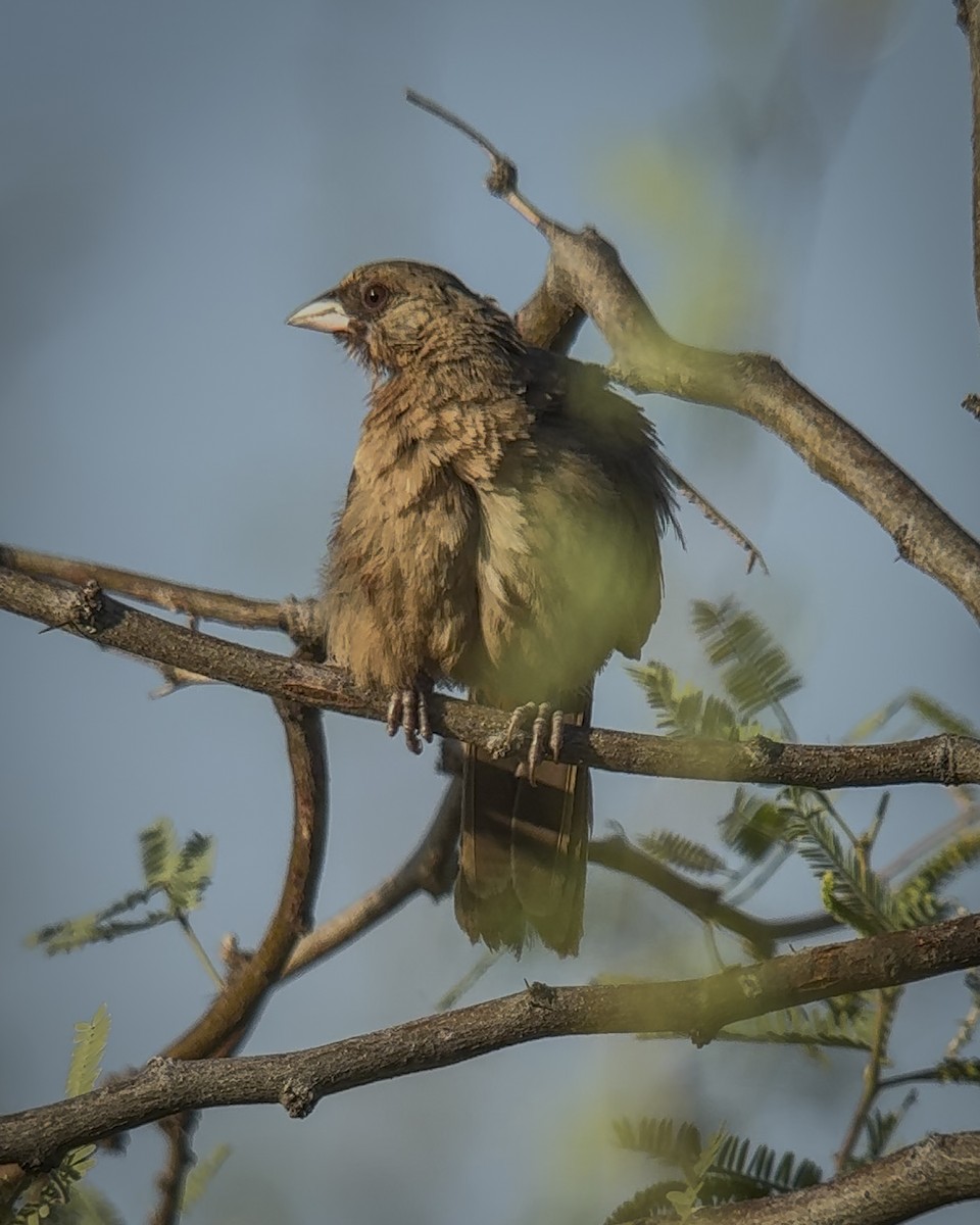 Abert's Towhee - ML641749632