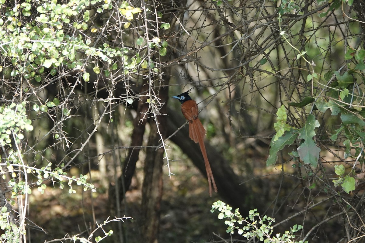 カワリサンコウチョウ - ML641749636