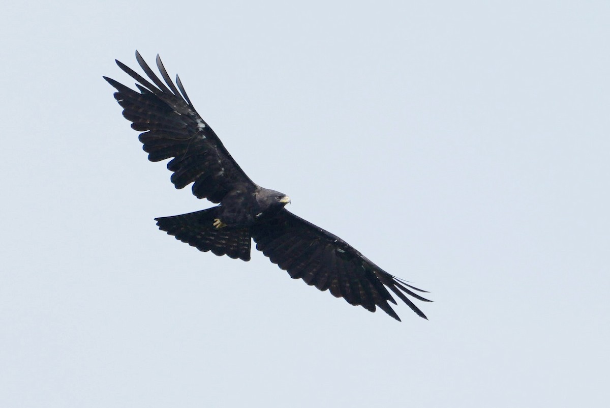 Black Eagle - ML641749652