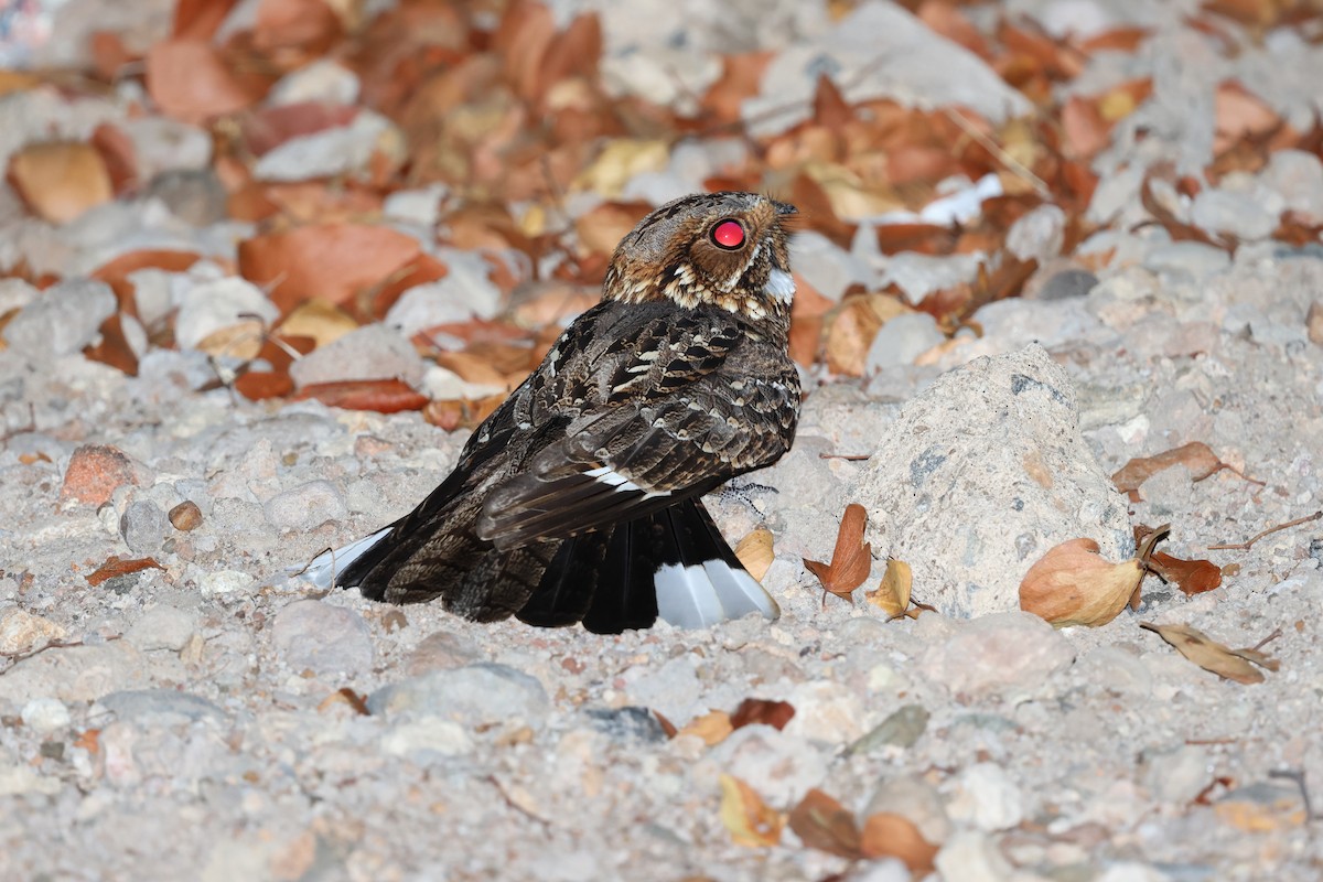 Fiery-necked Nightjar - ML641749665
