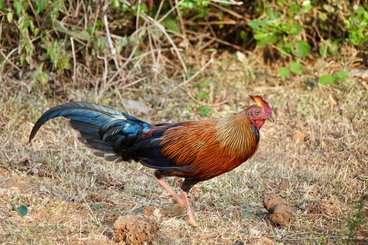 Sri Lanka Junglefowl - ML641749679