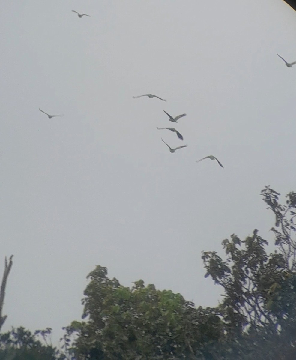 Red-lored Amazon - ML641749694