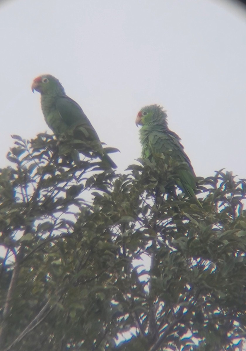 Red-lored Amazon - ML641749697
