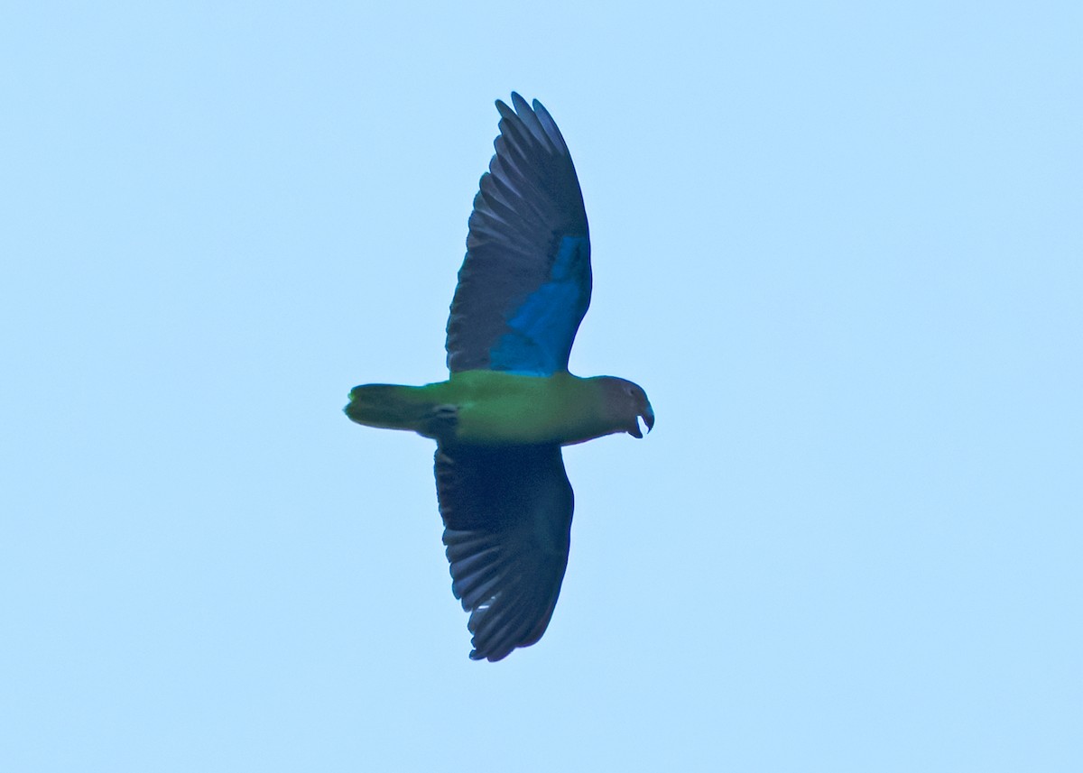 Red-cheeked Parrot - ML641749765
