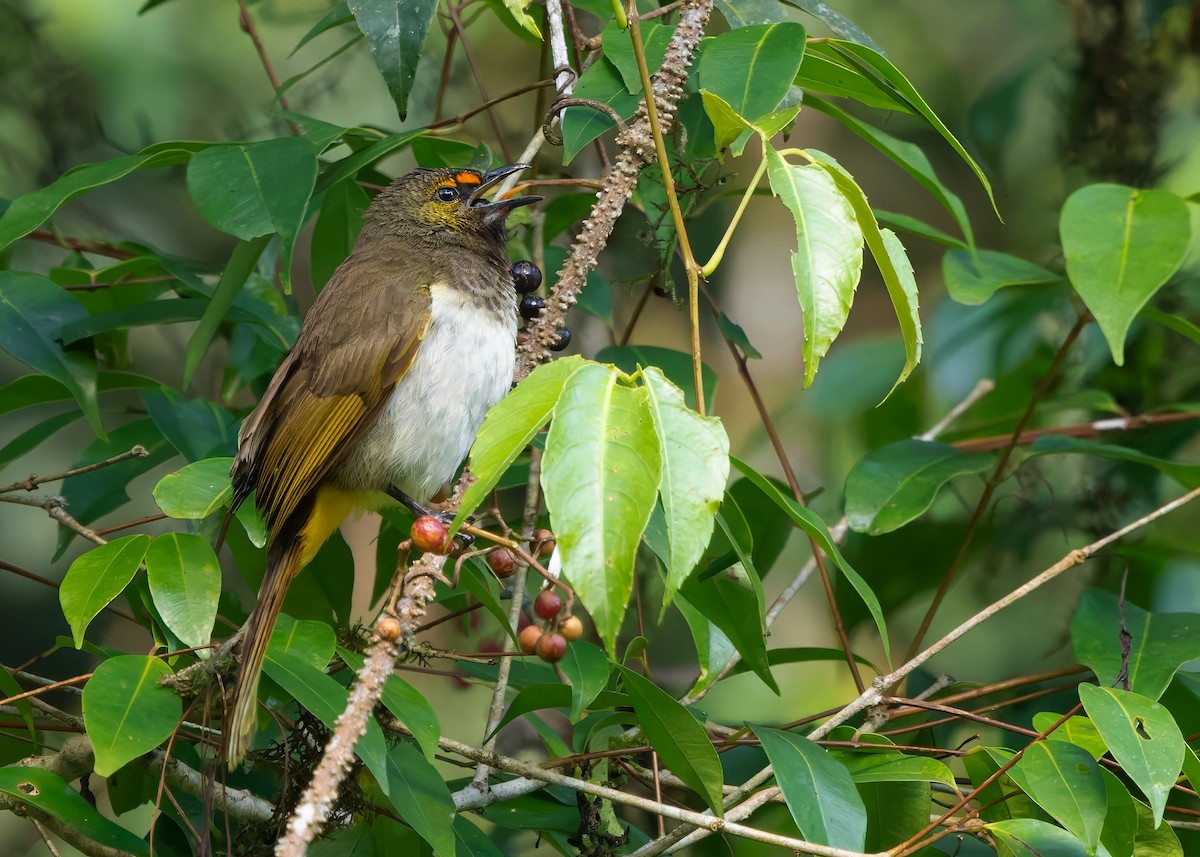 Orange-spotted Bulbul - ML641749804