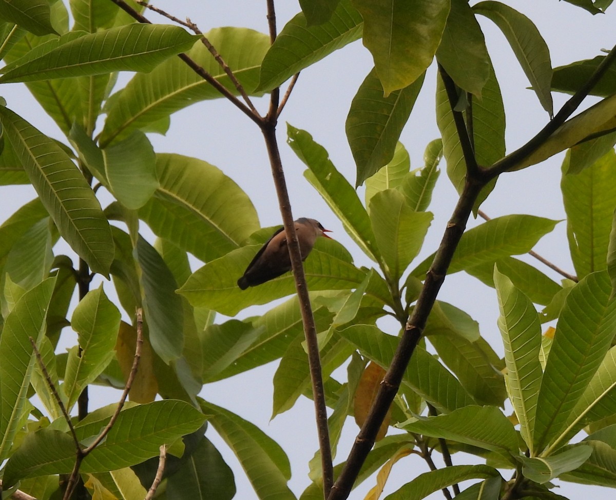 Velvet-fronted Nuthatch - ML641749813