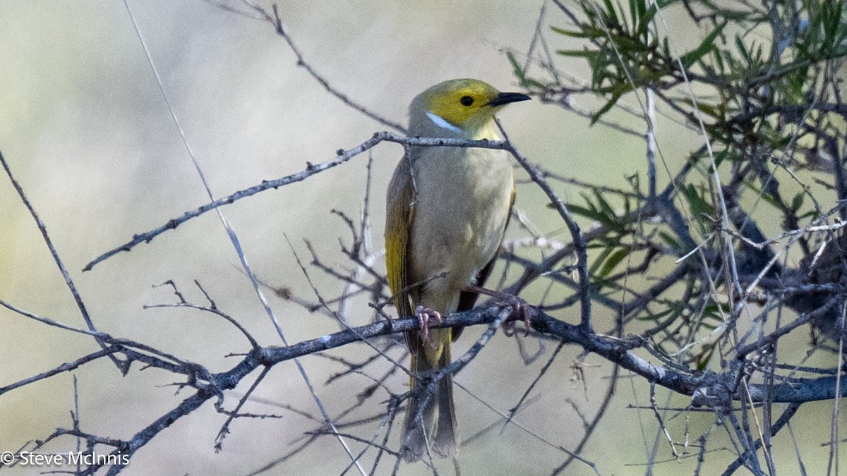 White-plumed Honeyeater - ML641749816