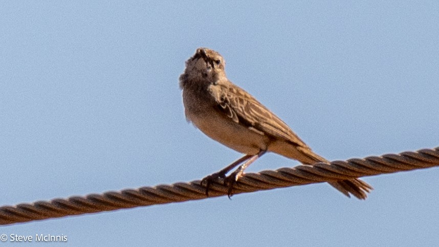 Rufous Songlark - ML641749821