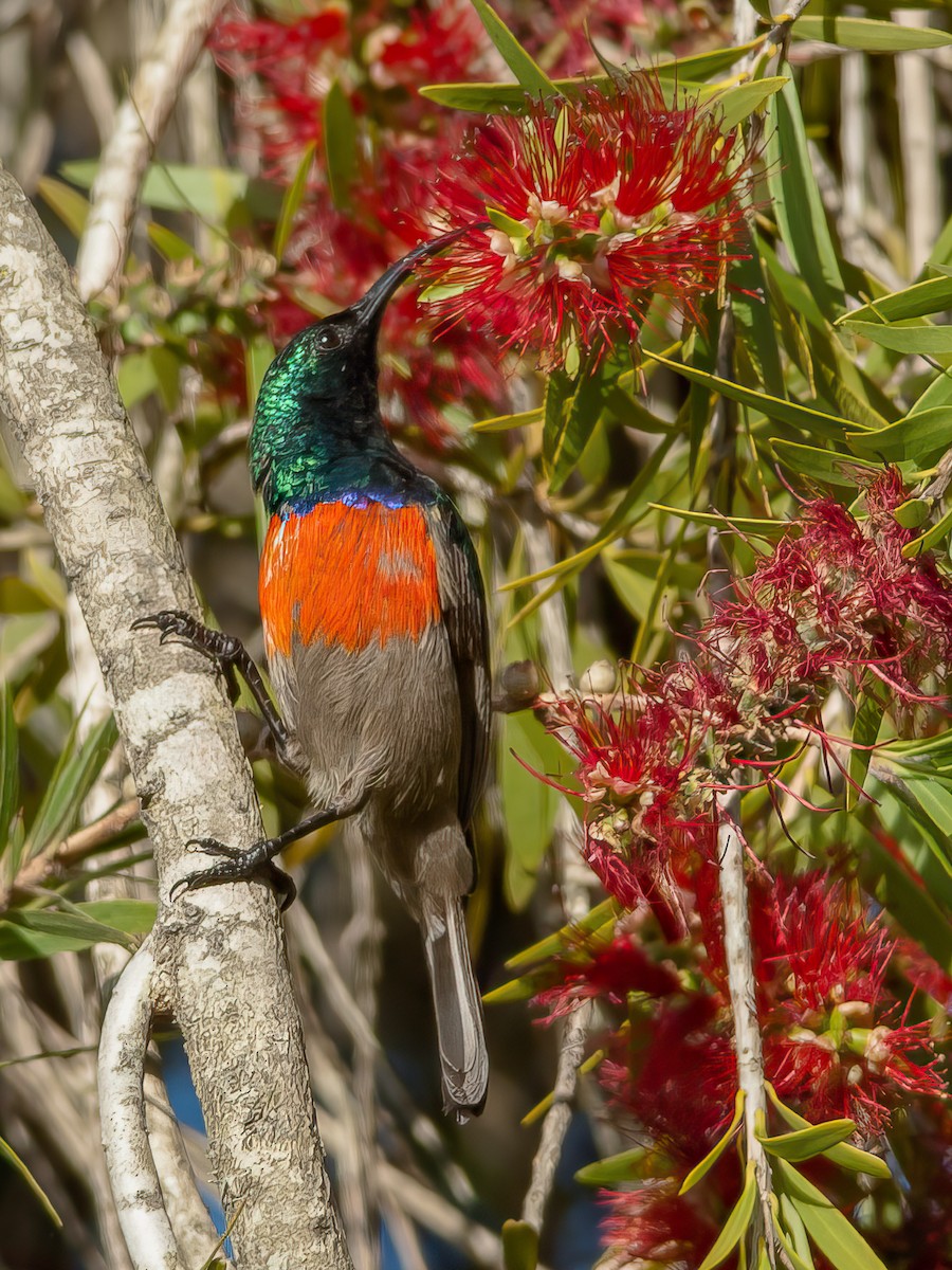 Greater Double-collared Sunbird - ML641749873