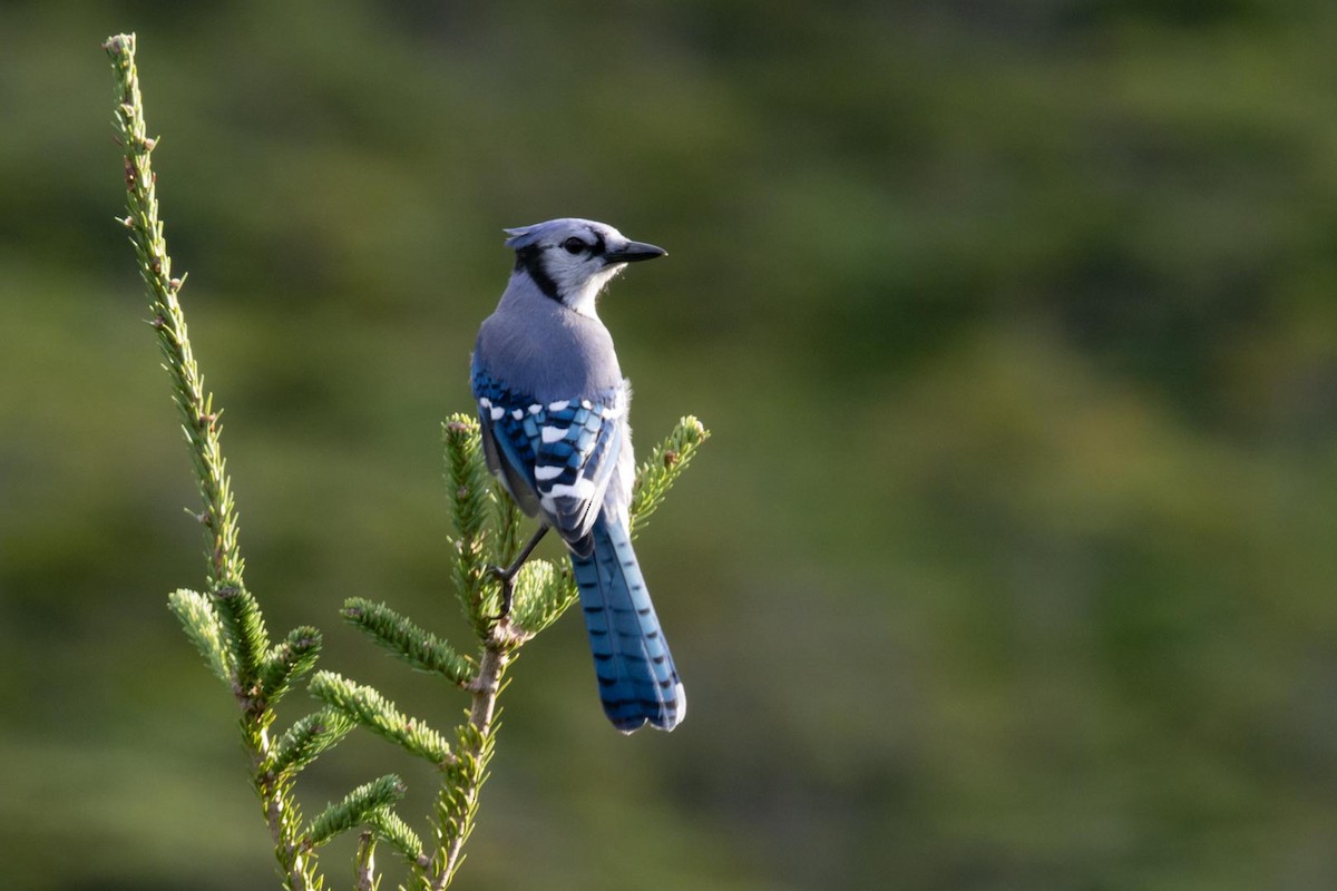 Blauhäher - ML641749903