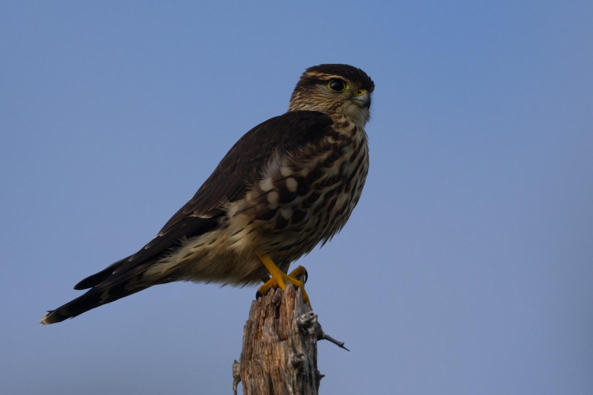 Merlin - ML641749913