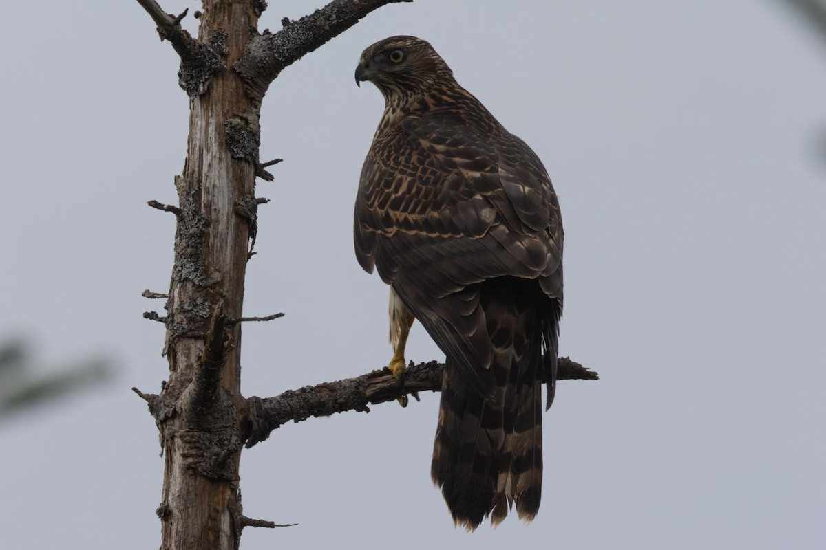 American Goshawk - ML641749917
