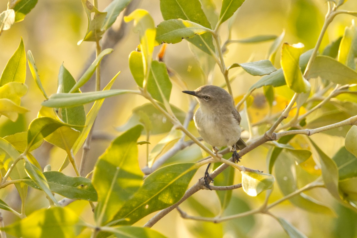 Dusky Gerygone - ML641749968