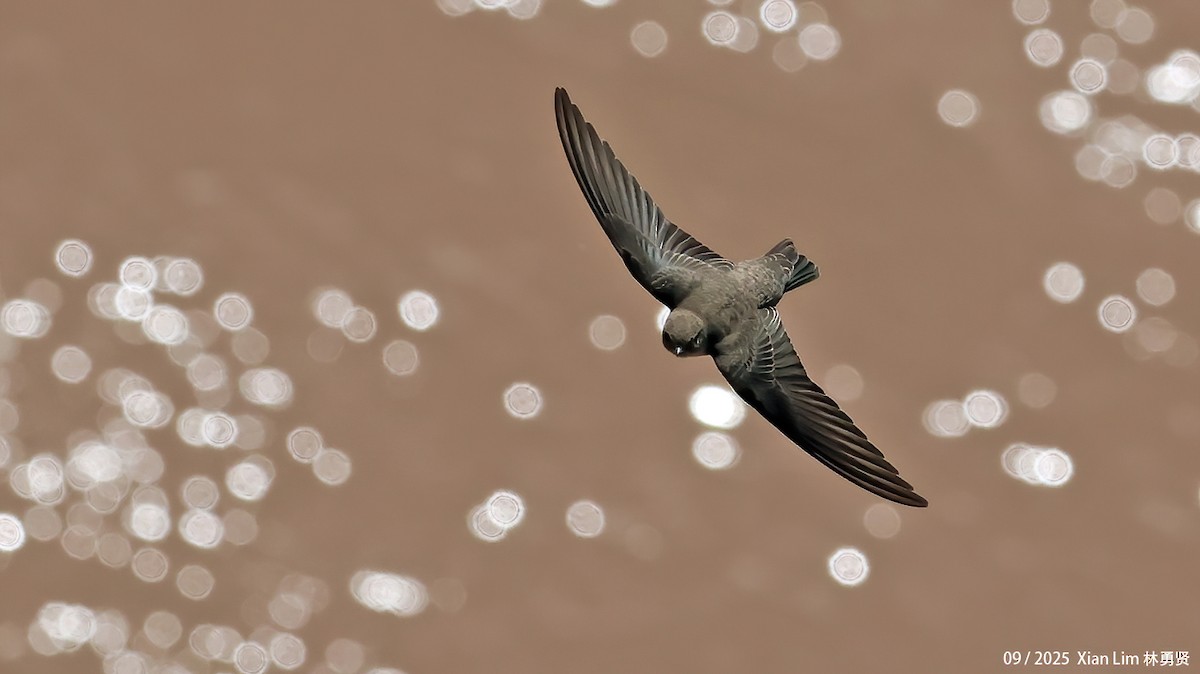 Hirondelle de rochers - ML641749982