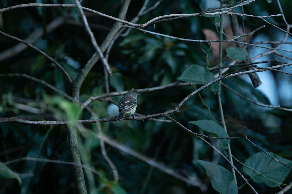 Yellow-bellied Elaenia - ML641749994