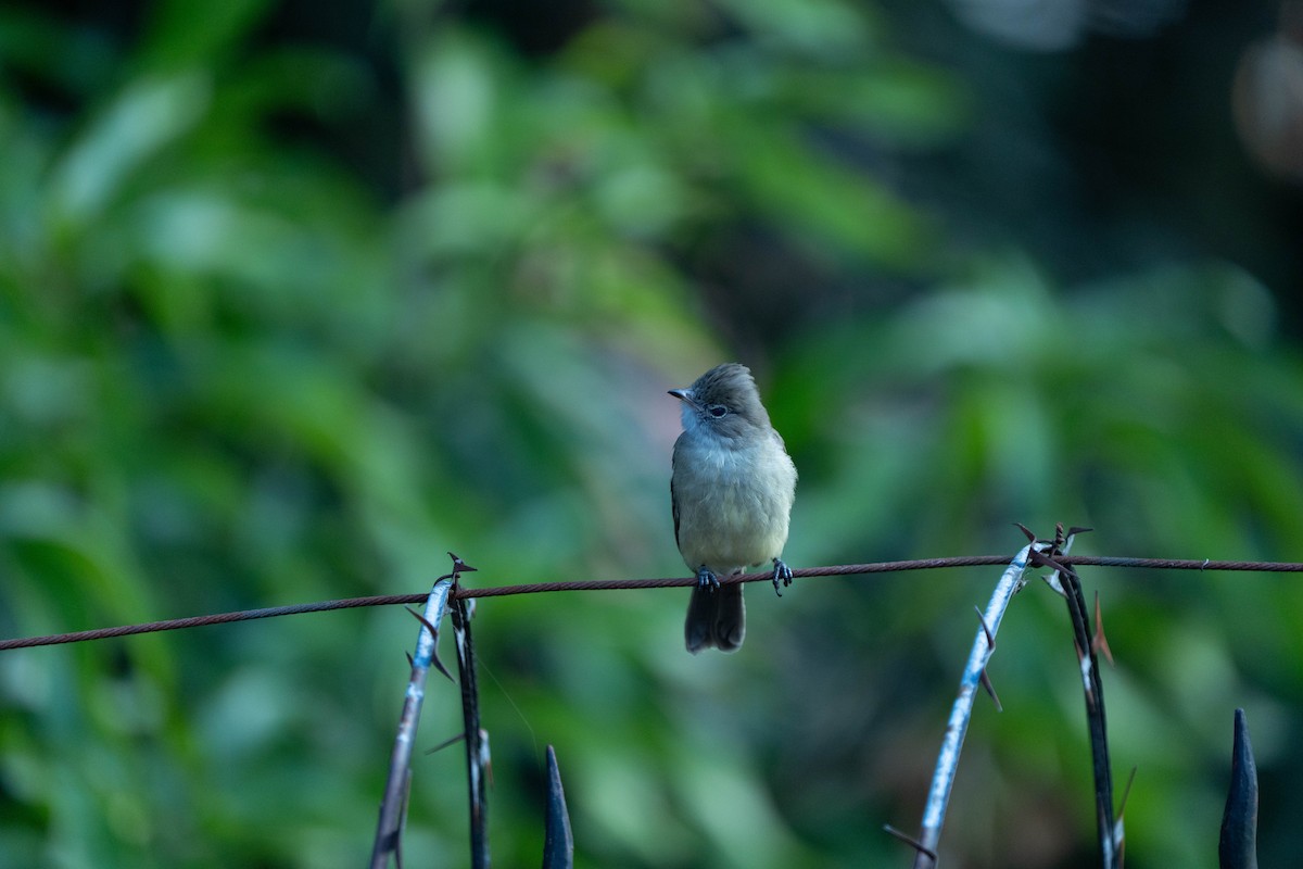 Yellow-bellied Elaenia - ML641749995