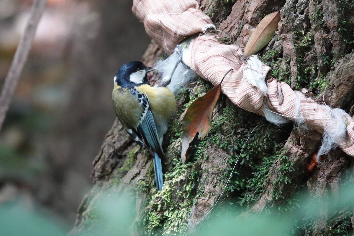 Green-backed Tit - ML641750060