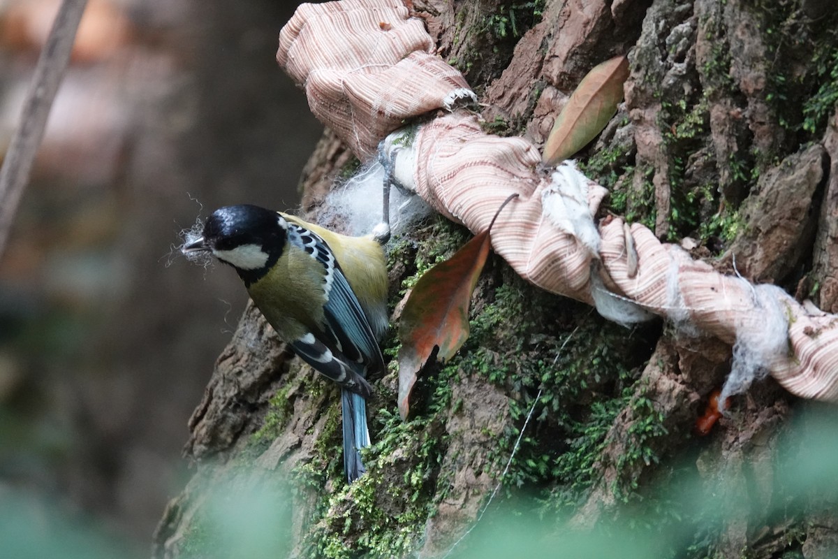 Green-backed Tit - ML641750061