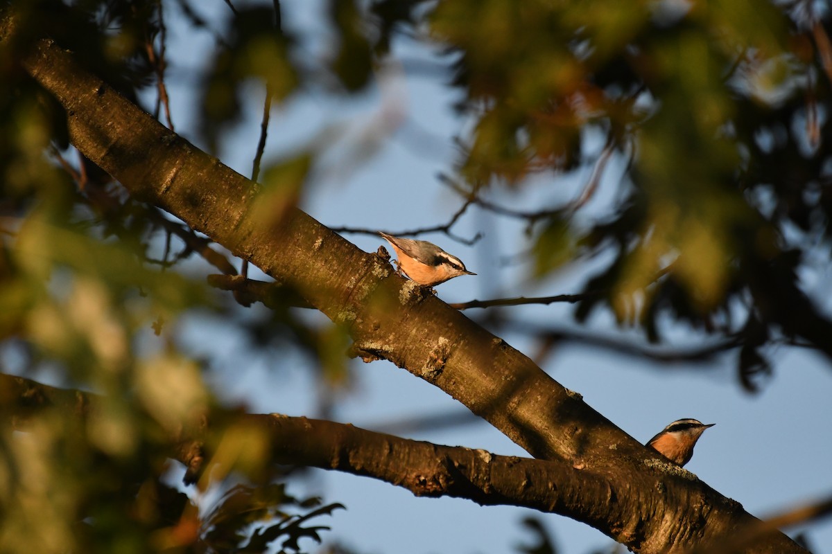 Red-breasted Nuthatch - ML641750063