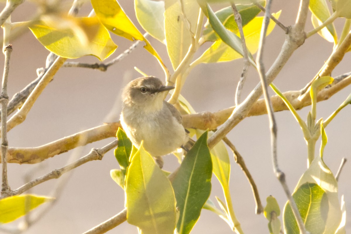 Dusky Gerygone - ML641750082