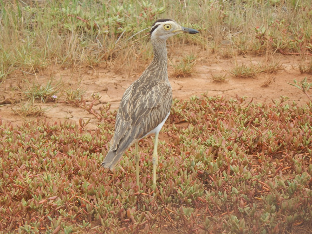 Double-striped Thick-knee - ML641750123