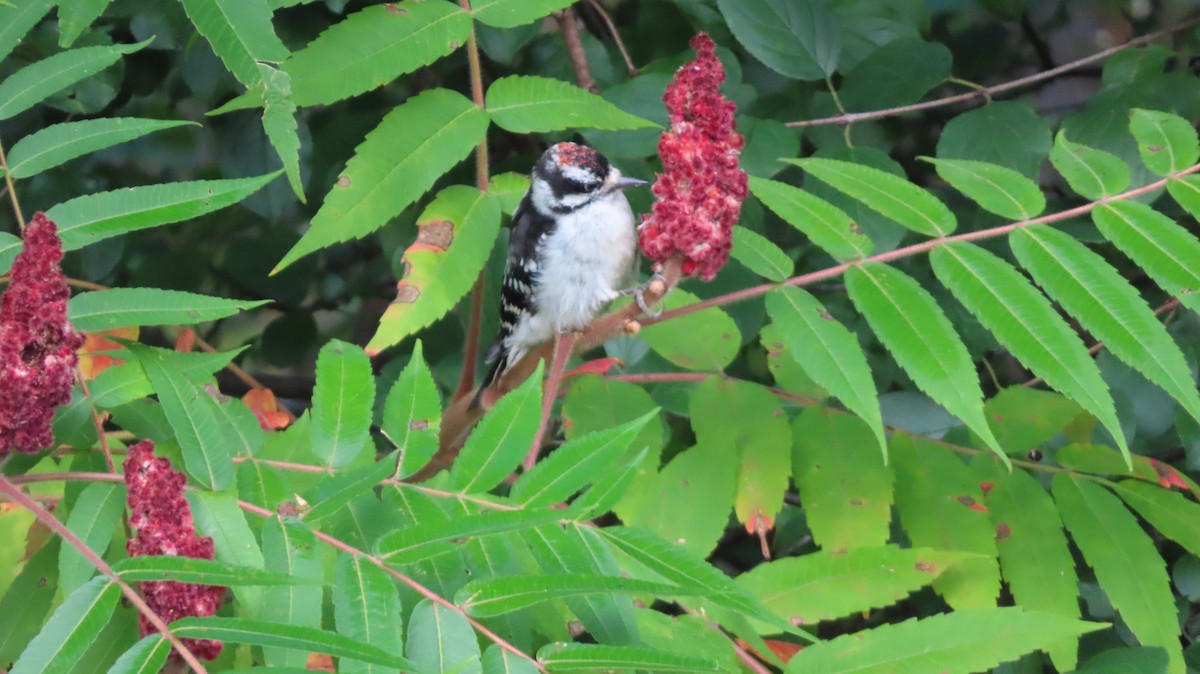 Downy Woodpecker - ML641750140