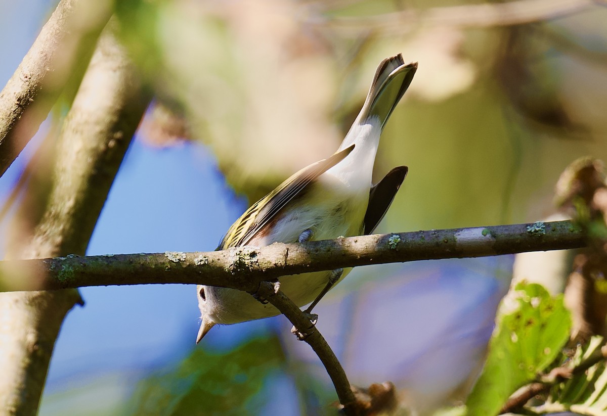 Chestnut-sided Warbler - ML641750155