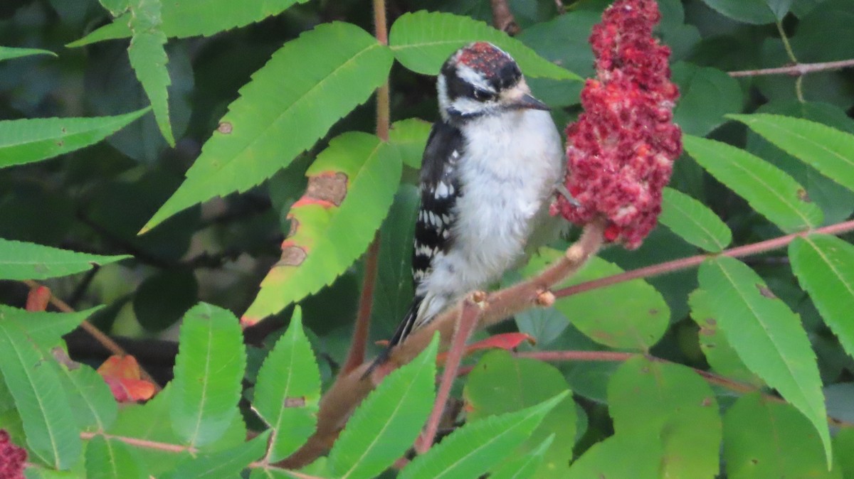 Downy Woodpecker - ML641750176
