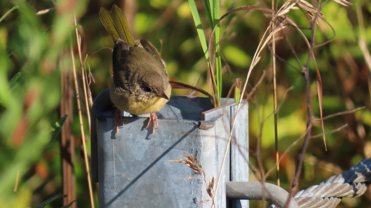 Common Yellowthroat - ML641750185
