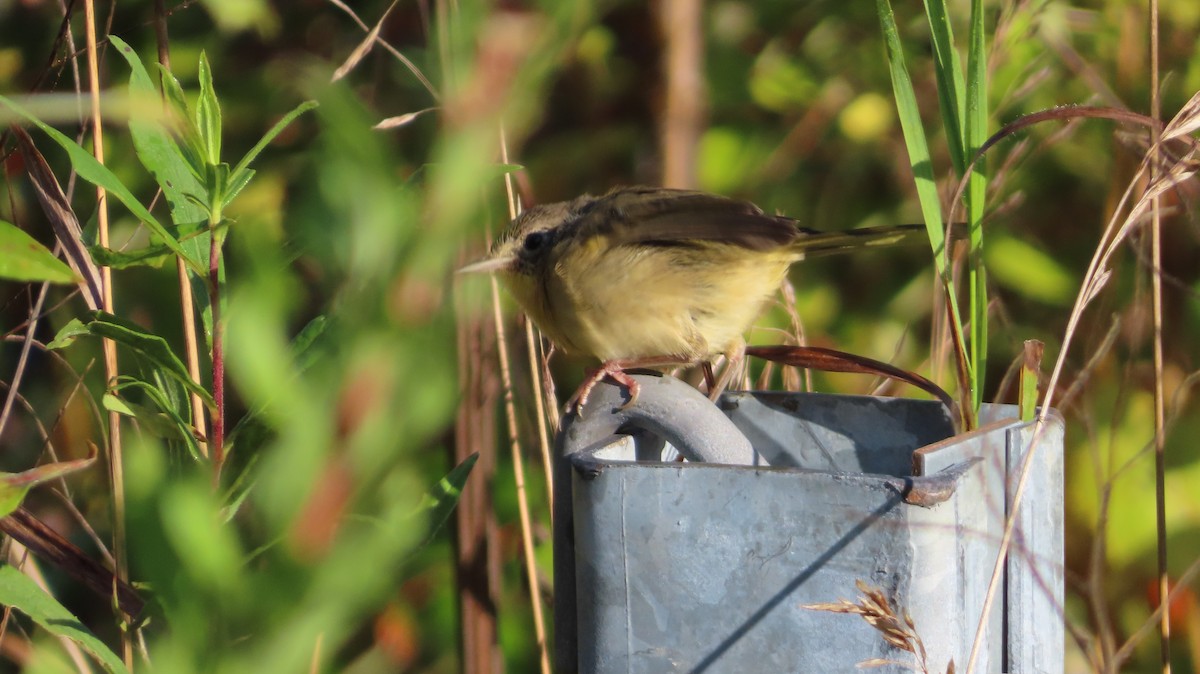 Common Yellowthroat - ML641750188